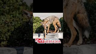 Coyote Steals Tommy Lee’s Dog  Security Camera Footage [upl. by Darej181]