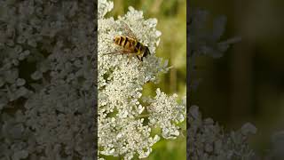 The impressive Hoverfly Myathropa florea feeding on an umbellifer [upl. by Helaina]