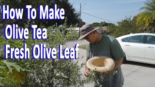 How to Make Olive Tea from Fresh Olive Leaves  Direct from your GardenHula [upl. by Lienahs]