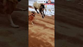 Try Not To Laugh 😂  Challenge 😺🐶 shorts shortsfeed ytshorts reels cat dog pets funny cute [upl. by Aihsei968]