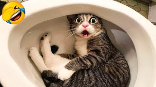 Funniest Cat Videos 2024 😁 Funny Cats − Funny Cat Videos cat catvideos cats [upl. by Ocirne]