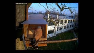 Kestrel visting the nest box [upl. by Loriner888]