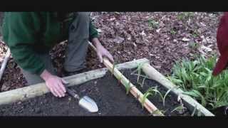 Planting Ramps in Forests [upl. by Hilliard]