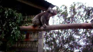 What sound does a koala make [upl. by Roxane]