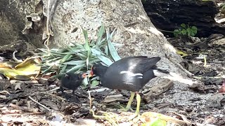 Common Moorhen Feeding Chick Cousin Island [upl. by Notwal]