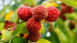 Top 10 Cold Hardy Fruit Trees Every Gardener Should Grow [upl. by Dutch603]