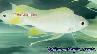 18102024 Tanganyika Specials Part 22 Trop Aquarium Singapore [upl. by Ochs]