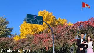 Enjoyed the colorful Richmond BC in Autumn 🍁🍁 October 16 2024 [upl. by Moria231]