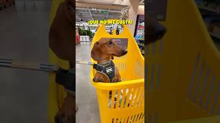 PERDIDA en IKEA😱 perrosalchicha teckel dachshund dog perros humor mascotas doglover [upl. by Bonucci]