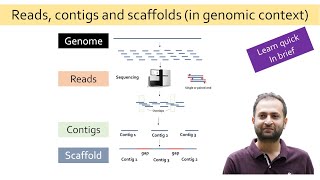 What are reads contigs and scaffold [upl. by Aimac785]