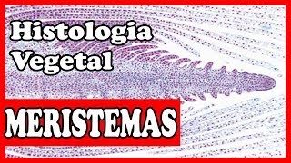 Histologia vegetal  Meristemas  tecidos vegetais aula 1 [upl. by Philip698]