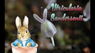 Hablemos de Utricularia Sandersonii [upl. by Roel]