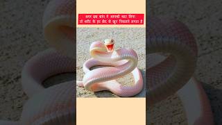 What happens if a boomslang snake bites you Shorts snake information informative facts [upl. by Asli]