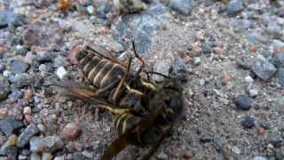 Wasp slays horse fly then gets robbed [upl. by Hahnert]