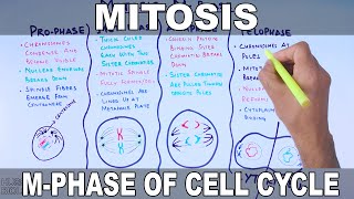 Mitosis  MPhase [upl. by Gilliette863]