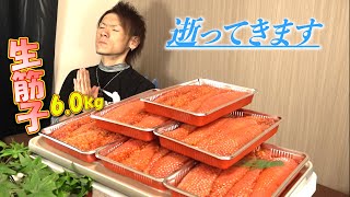 【生筋子】値段高騰？関係ないねぇ！！いくらでも買うさ！！※５合飯だけのプチドカ食い [upl. by Githens352]