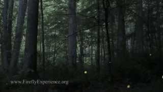 Synchronous Fireflies  Photinus carolinus  REALTIME VIDEO EXTREME LOW LIGHT [upl. by Jesus7]