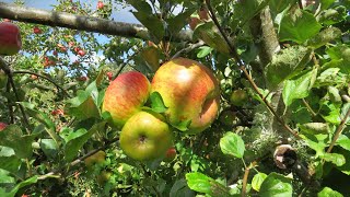 How to prune a 3 Year Old Montys Surprise apple tree [upl. by Coraline942]