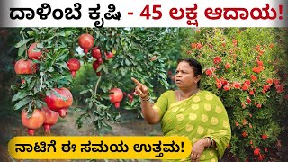 Pomegranate Farming In Kannada  Yield Profit Expenses and Marketing Details  ದಾಳಿಂಬೆ ಕೃಷಿ [upl. by Occor]