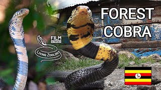 Deadly venomous Forest cobra Naja subfulva snake island in Uganda longest true cobra worldwide [upl. by Tanya]