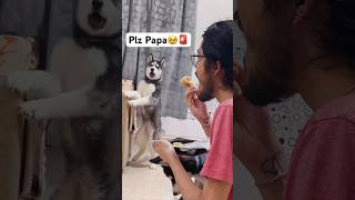 My dog is Adopted For This🚨 shorts dog husky trendingsongs aajkiraat [upl. by Selin]