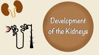 Development of the Kidneys  Renal Embryology  Development of the Urinary System  Embryology [upl. by Spindell]