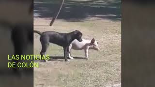 Entre perros y cerdos [upl. by Melleta]