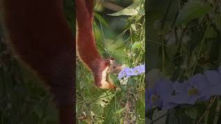 Malabar Giant Squirrel enjoying flowers for lunch groundsquirrels blindsquirrel [upl. by Rosdniw]