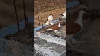 Lahori Shirazi Pigeons 😍 kabutar status 🕊 shorts [upl. by Kwok485]