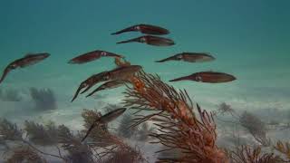 Squid watch as Spider crabs are being hunted by Sting Rays [upl. by Atinad]