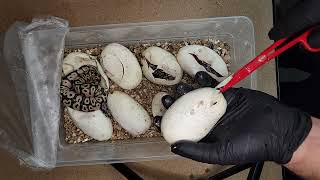 Ball python Egg Cutting [upl. by Ettena602]