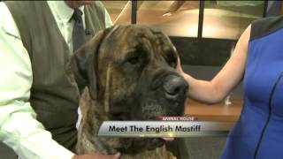 Meet the English Mastiff [upl. by Ahsenaj864]