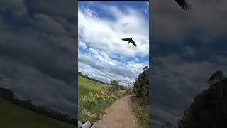 Magpie Attack Burra Country [upl. by Aivatan]