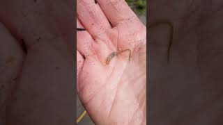 Rat tailed maggot  hoverfly larvae [upl. by Harima]