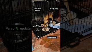 Parvo 🦠 update 😍😍🐕🐕🐕 [upl. by Alrick]