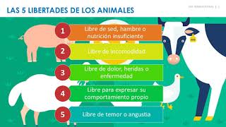 Webinar Estándares Globales de Bienestar Animal  NSF International [upl. by Akcira]