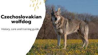 Czechoslovakian Wolfdog Breed Characteristics amp Care [upl. by Bueschel]