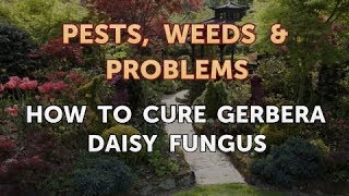 How to Cure Gerbera Daisy Fungus [upl. by Ahsinnek40]