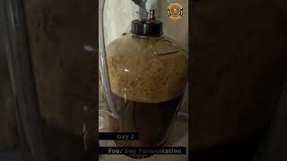 Watch Fermentation In Action A 4day Time Lapse [upl. by Esikram]