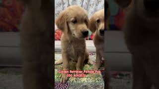 Golden Retriever Puppies [upl. by Suiram555]