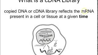 How to make cDNA [upl. by Crawley]