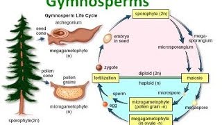 Gymnosperm Notes [upl. by Roze934]