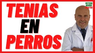 🔴 TENIAS 🔴 Tipos de Parásitos Intestinales Comunes en Perros 🔴 Tratamiento con Praziquantel dosis [upl. by Rennug376]