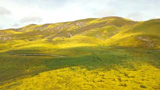 4k Carrizo Plain National Monument  wild flower superbloom [upl. by Anelrahc581]