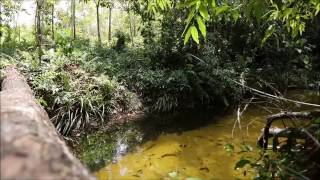 Cryptocoryne cordata var brunneus in Gunung Mas DIscoveryPlanet [upl. by Topper]