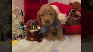 Lovable Holidays Labradoodle Puppies [upl. by Snow904]