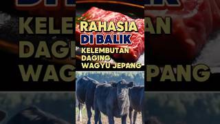 Rahasia di Balik Kelembutan Wagyu Zaitun Daging yang Lezat dan Sehat wagyu peternakansapi [upl. by Attirehs]