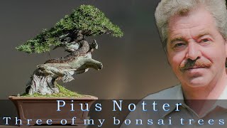 Three of my bonsai trees by Pius Notter [upl. by Nanny580]