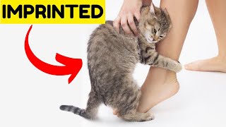 If Your Cat Does These 8 Things They Have Imprinted on You [upl. by Notlaw927]