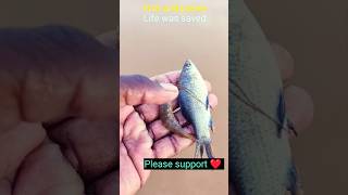 Fish and prawn life was saved arcade fishing fish prawn [upl. by Akinhoj512]